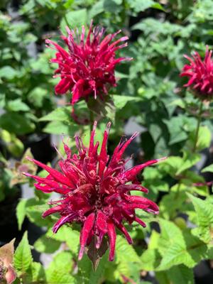 Monarda didyma Fireball