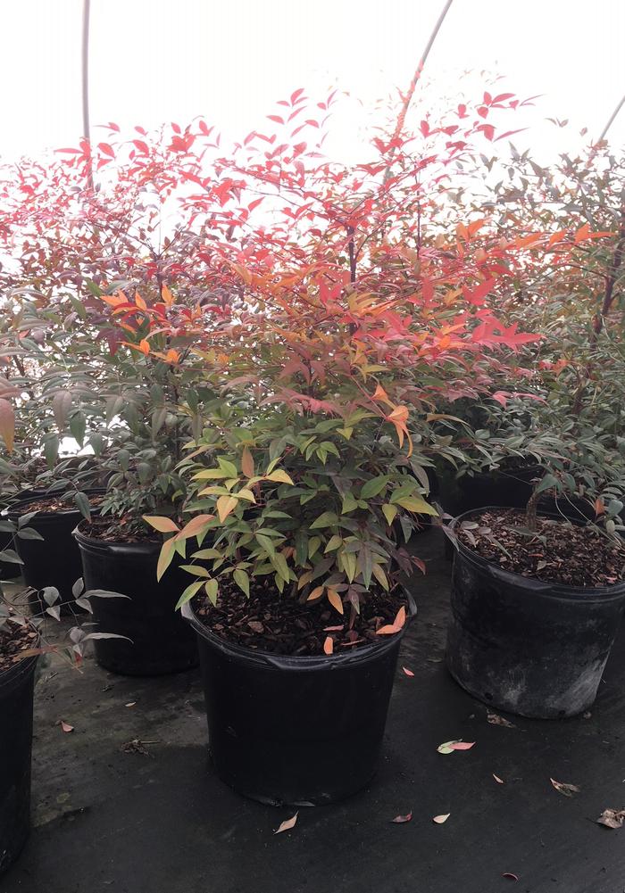 Nandina domestica 