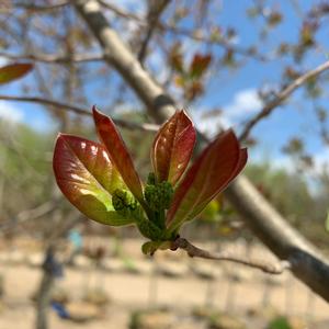 Nyssa sylvatica Wildfire