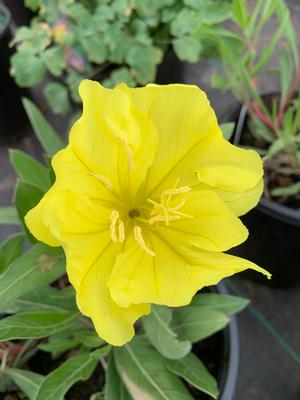 Oenethera missouriensis 