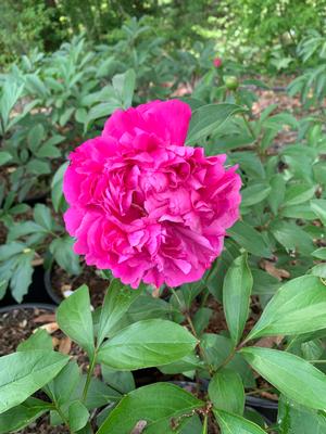 Paeonia lactiflora Best Man