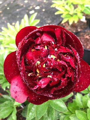 Paeonia lactiflora Buckeye Belle