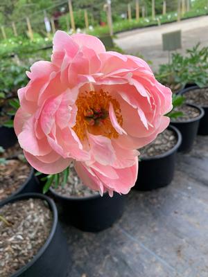 Paeonia lactiflora Coral Charm