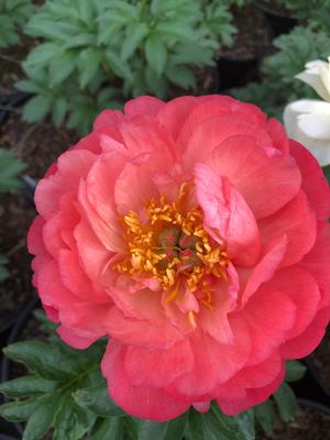 Paeonia lactiflora Coral Sunset