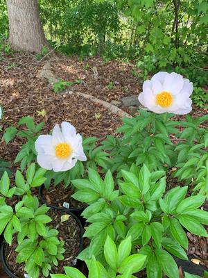 Paeonia lactiflora Krinkled White
