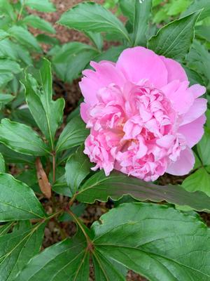 Paeonia lactiflora Monsieur Jules Elie