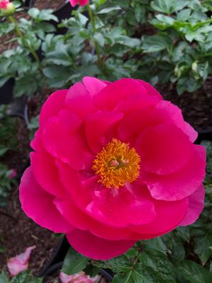 Paeonia lactiflora Paula Fey