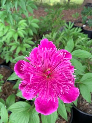 Paeonia lactiflora Purple Spider
