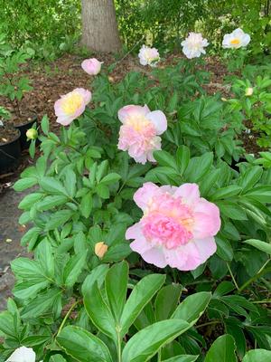 Paeonia lactiflora Raspberry Sundae