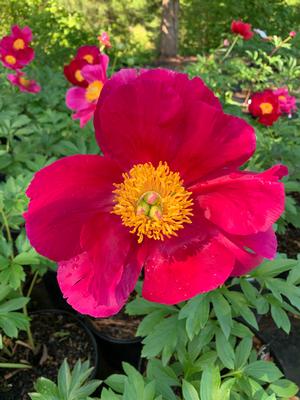 Paeonia lactiflora Scarlet O'Hara