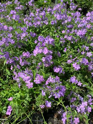 Phlox divaricata Blue Moon