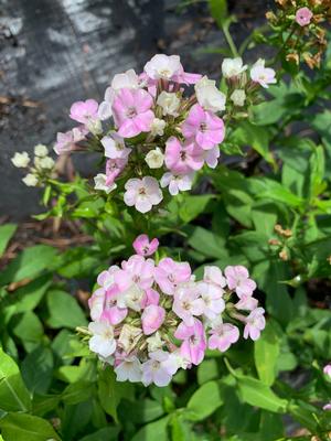 Phlox paniculata Bold & Beautiful