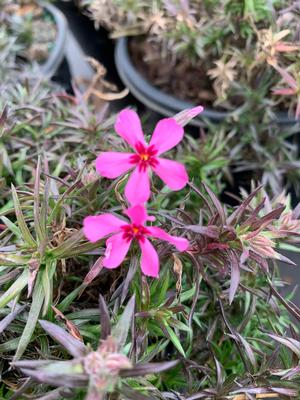 Phlox subulata Red Wings
