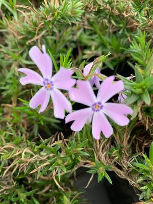 Phlox subulata Emerald Blue
