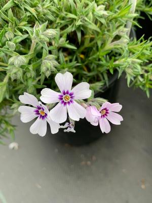 Phlox subulata North Hills