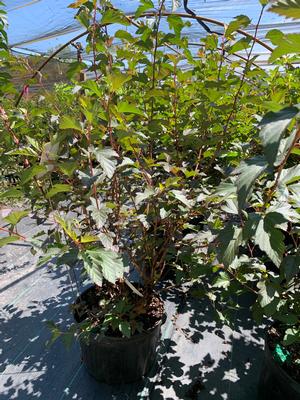 Physocarpus opulifolius Center Glow