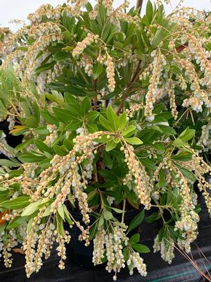 Pieris japonica Valley Valentine
