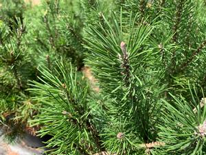 Pinus mugo Pumilo