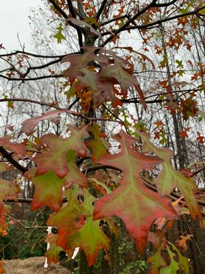 Quercus Nuttallii 
