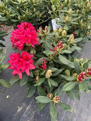 Rhododendron Nova Zembla