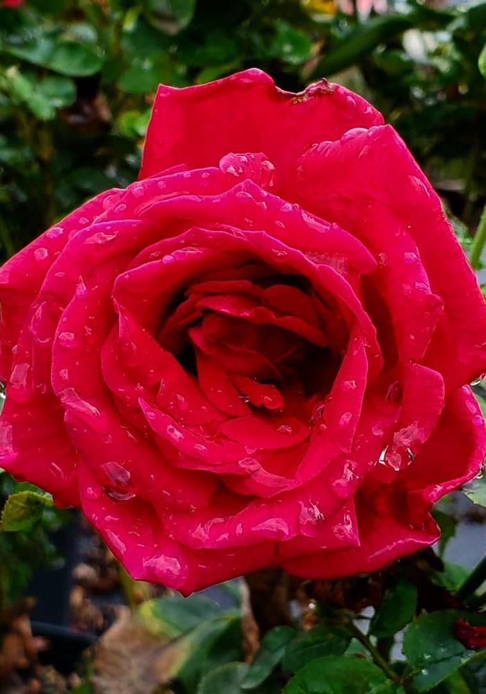 Rosa Mister Lincoln