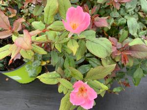 Rosa Knockout® Blushing (PP14700) 