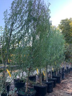Salix matsudana Tortuosa
