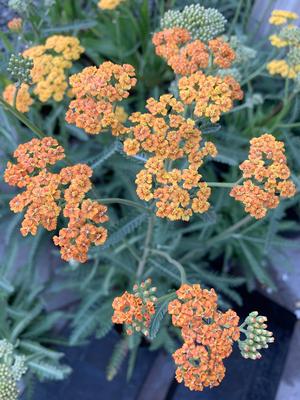 Achillea millefolium Terra Cotta