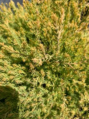 Thuja occidentalis Rheingold