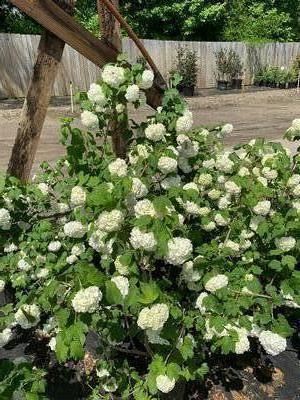 Viburnum opulus Roseum Sterile