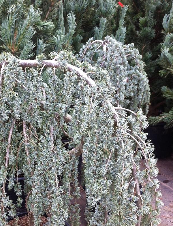 Cedrus atlantica Glauca Pendula