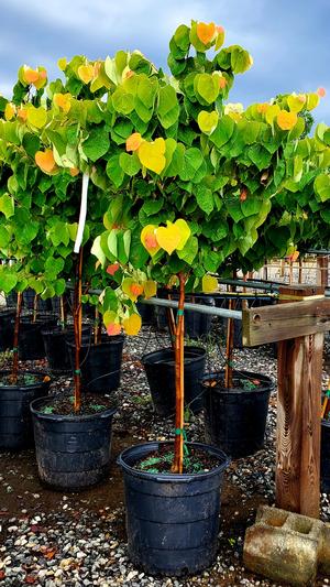 Cercis canadensis The Rising Sun™