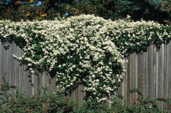Clematis paniculata 