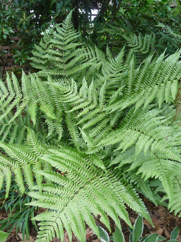 Fern-Dryopteris erythrosora 