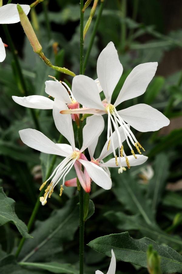 Gaura lindheimeri Sparkle White