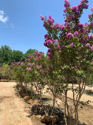 Lagerstroemia indica Catawba