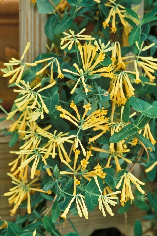 Lonicera sempervirens John Clayton