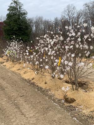 Magnolia stellata 
