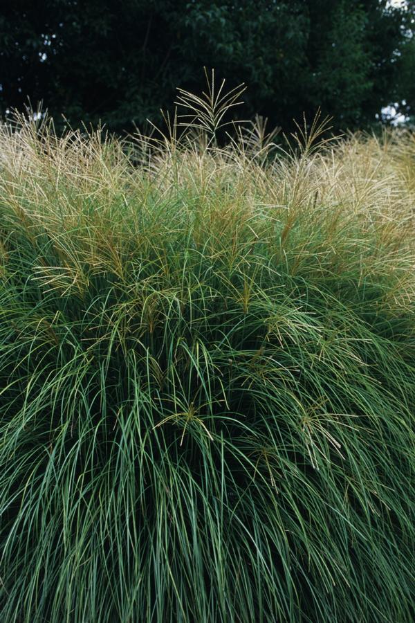 Miscanthus sinensis Yakushima