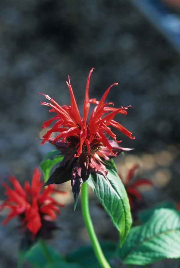 Monarda didyma Jacob Cline