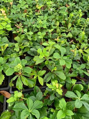 Pachysandra terminalis 
