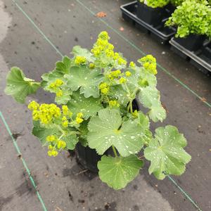 Alchemilla mollis auslese 