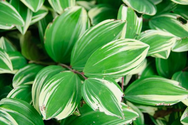 Polygonatum falcatum Variegatum