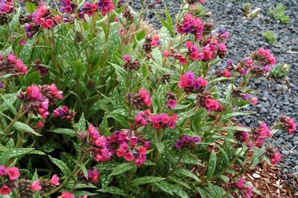 Pulmonaria Raspberry Splash