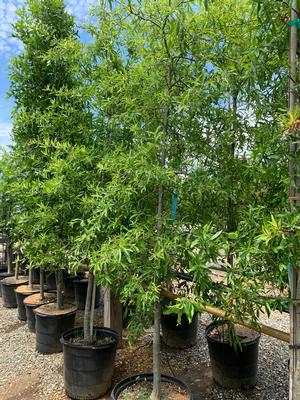 Quercus phellos 