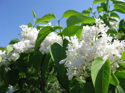 Syringa reticulata Ivory Silk