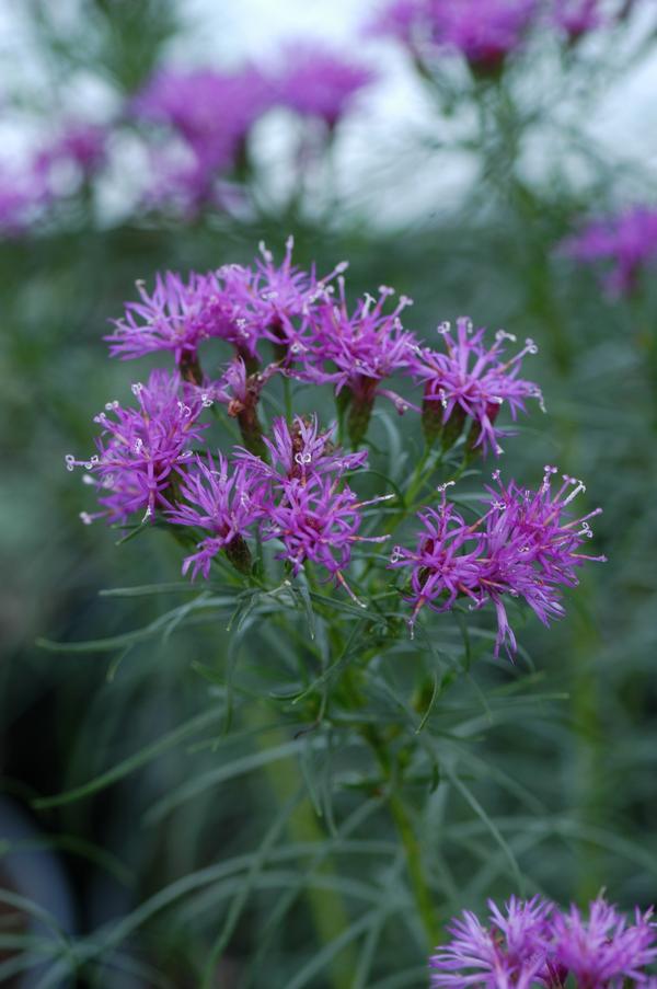 Vernonia lettermannii Iron Butterfly