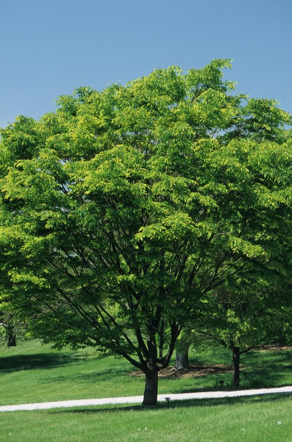 Zelkova serrata 