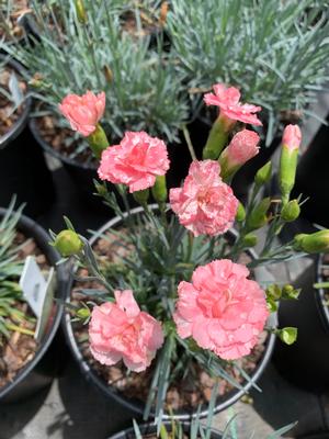 Dianthus Romance