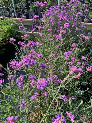 Verbena bonariensis Lollipop